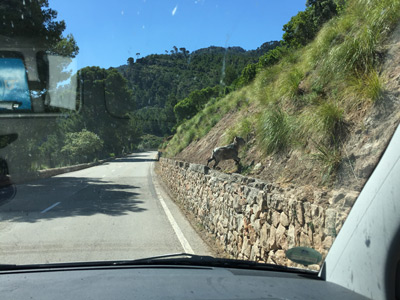 Straße auf Mallorca mit kleiner Ziege